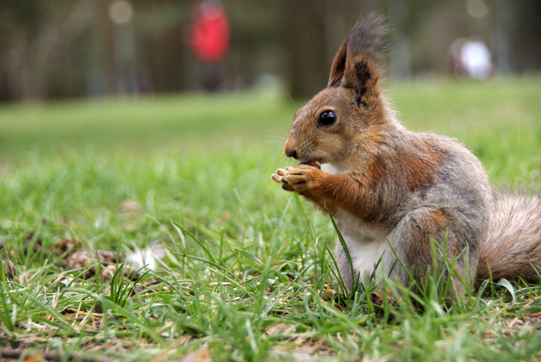 Squirrel